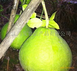 鴻發農副產品加盟 開啟綠色健康事業，共創財富未來