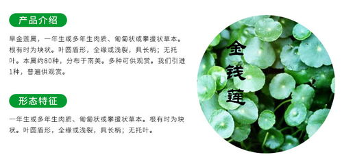 云南金線(xiàn)蓮苗種植與貴州中科農(nóng)經(jīng)生物技術(shù)推廣服務(wù)